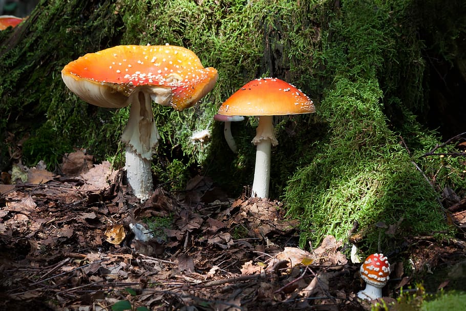Matryoshka, Amanita Muscaria, Mushroom, hat, red, signal red, HD wallpaper