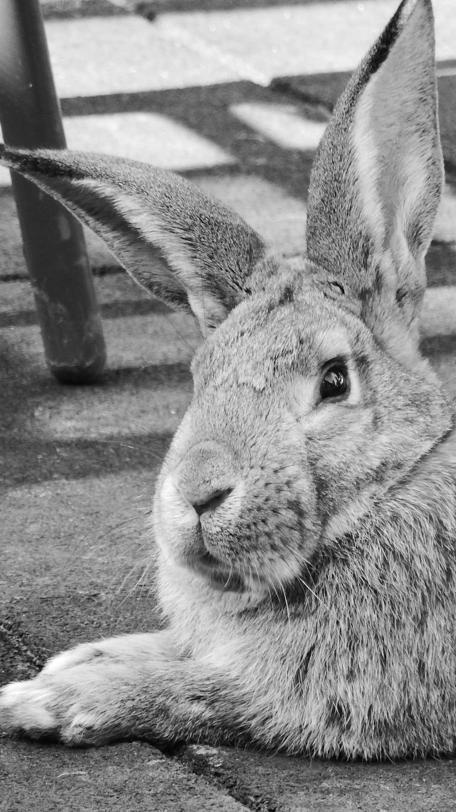 gray scale photo of rabbit lying on concrete floor, hare, animal HD wallpaper