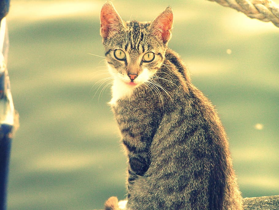 cat, kitten, feline, mammal, domestic animals, one animal, pets HD wallpaper