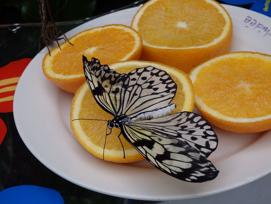 butterfly, bug, nature, food, food and drink, orange color HD wallpaper