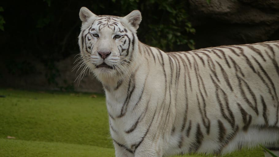 wildcat, noble, tiger, animal themes, feline, mammal, one animal HD wallpaper