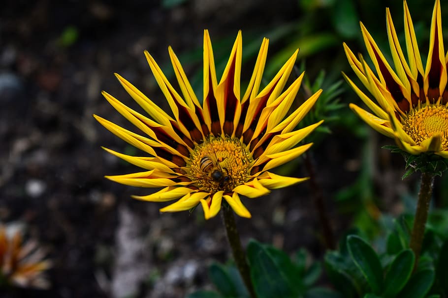 flower, beautiful flower, flowering plant, fragility, yellow HD wallpaper