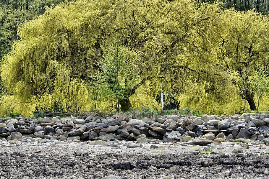 Willow Tree, Vancouver, rock - object, nature, day, no people HD wallpaper
