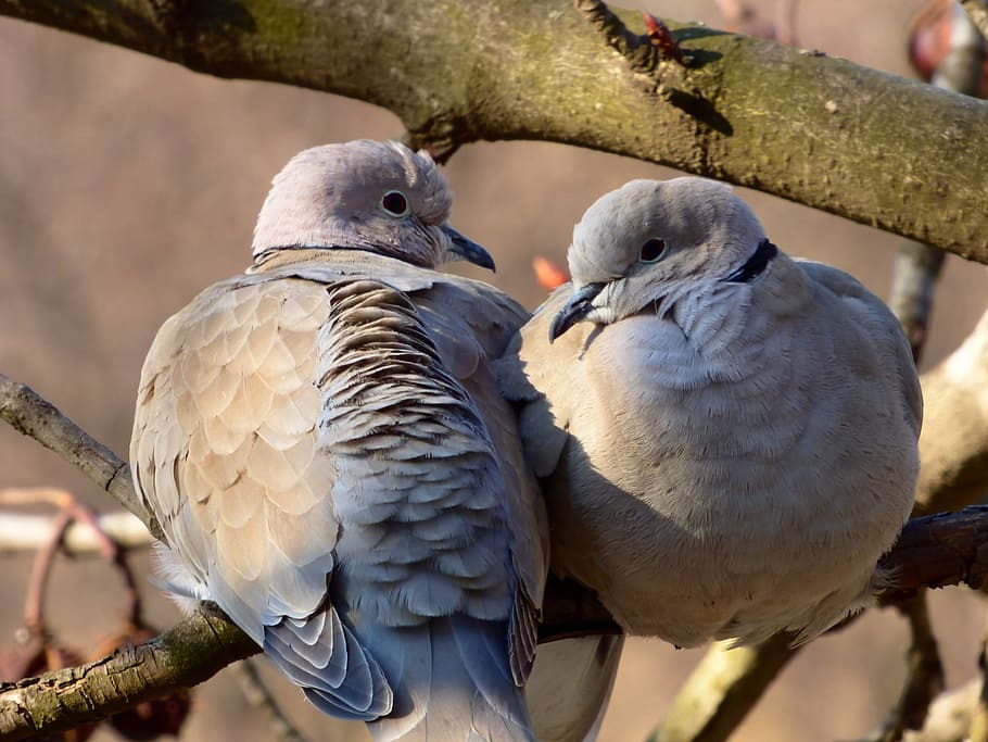 bird, dove, turtle dove, animal themes, animals in the wild HD wallpaper