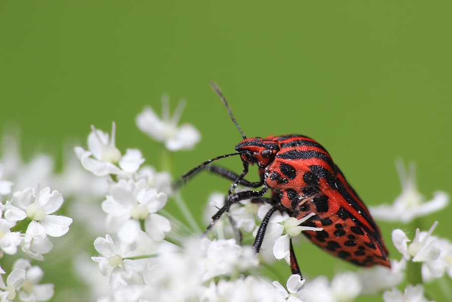 Bug, Strip, Insect, Forest, strip bug, mottled strip bug, blossom HD wallpaper