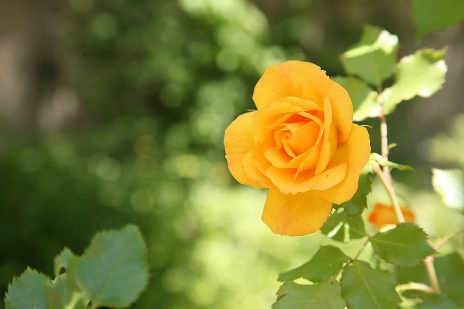 rose, flowers, spring, nature, landscape, plants, garden, yellow HD wallpaper