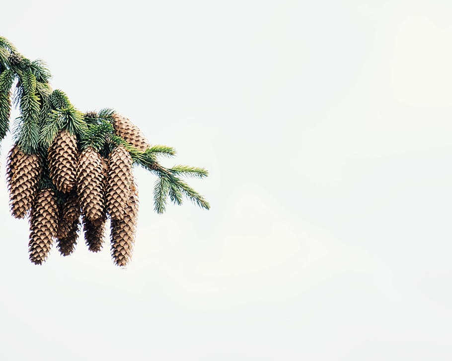 pine cone with white background, tree, plant, nature, copy space HD wallpaper
