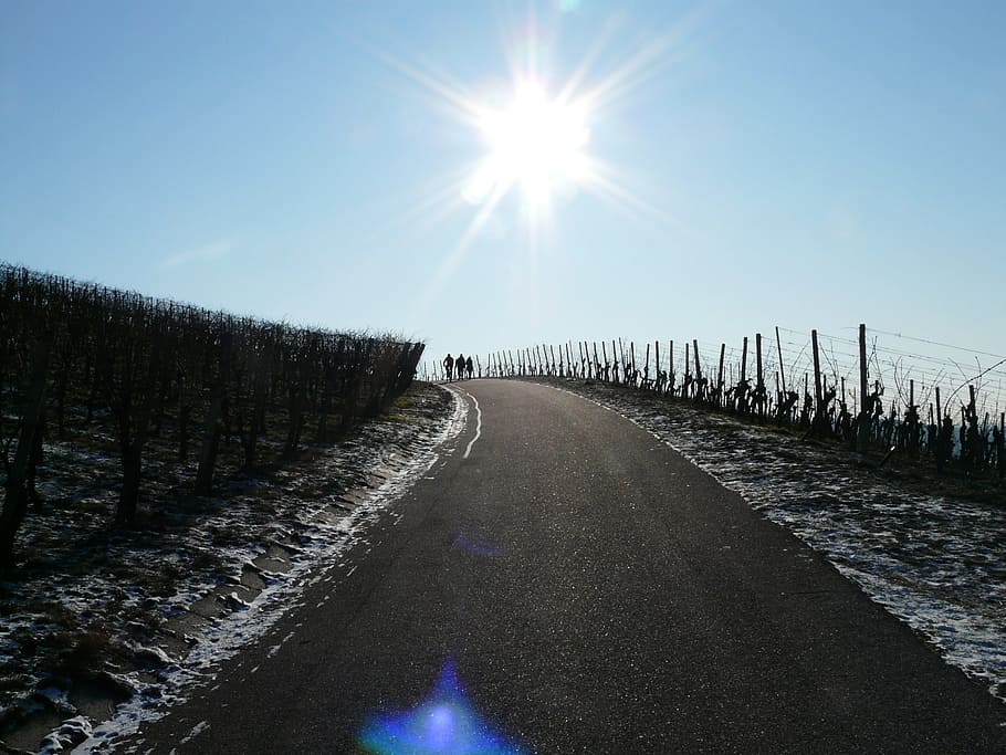 Vineyard, Winter, Winegrowing, hike, wanderer, wine road, sun HD wallpaper