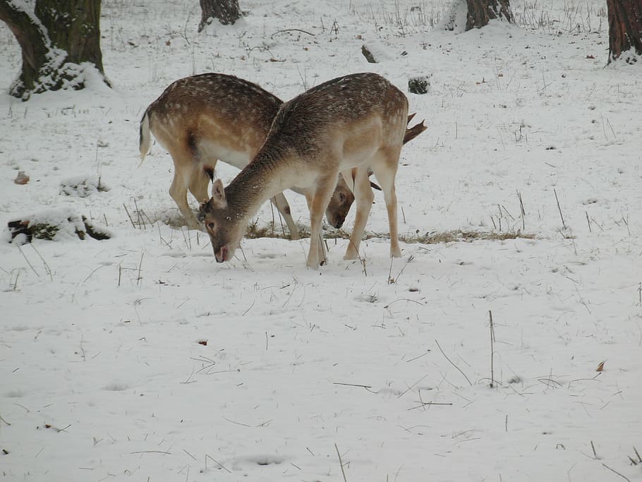 hirsch, hinds, fallow deer, winter, snow, forest, flock, wild HD wallpaper