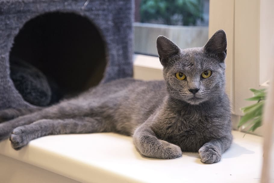 photo of Russian blue cat laying on white surface, Kitty, Kitten HD wallpaper