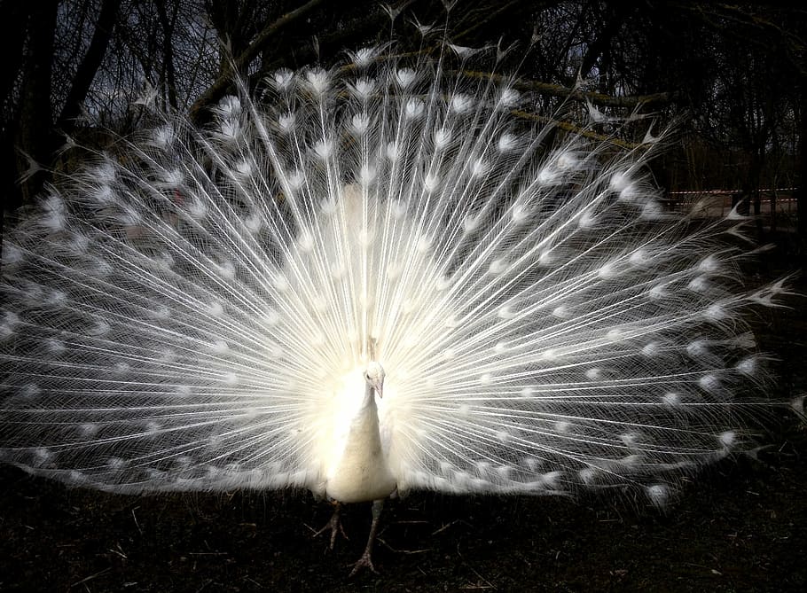 HD wallpaper: white peacock, bird, feathers, wheel, majestic, wing, animal  | Wallpaper Flare