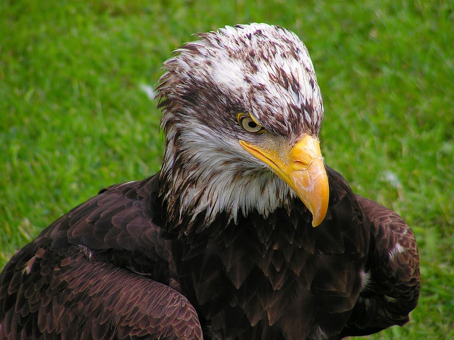 bald eagle, head, mláďě, predator, bird, beak, animal themes HD wallpaper