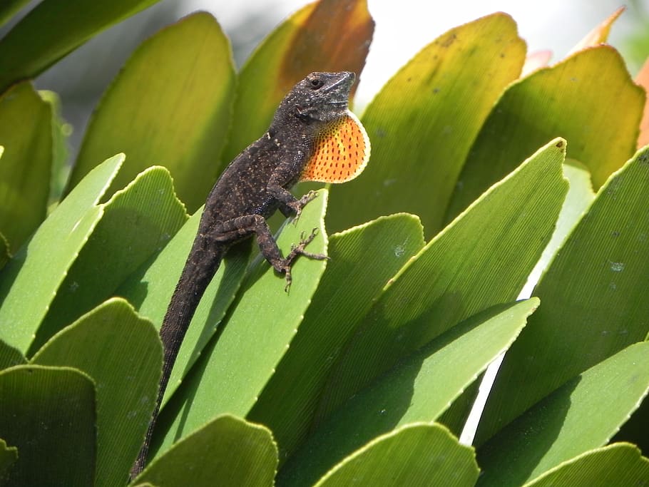 lizard, reptile, exotic, animal themes, animal wildlife, plant part HD wallpaper