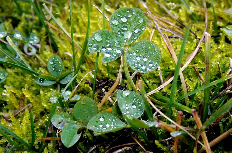 clover, dew, plant, macro, green, water, drop, wet, growth HD wallpaper