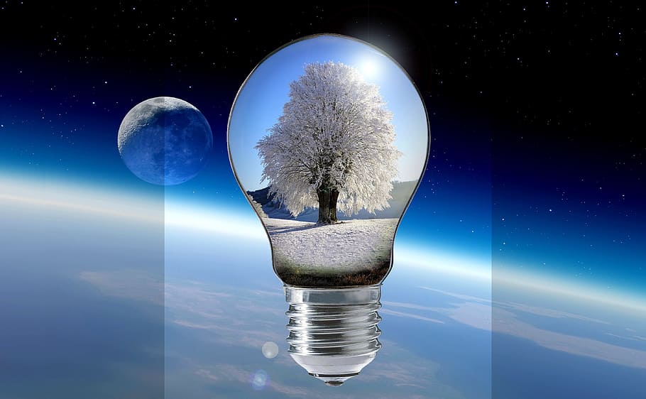 light bulb with tree illustration, winter, ice, pear, lamp, energy, HD wallpaper