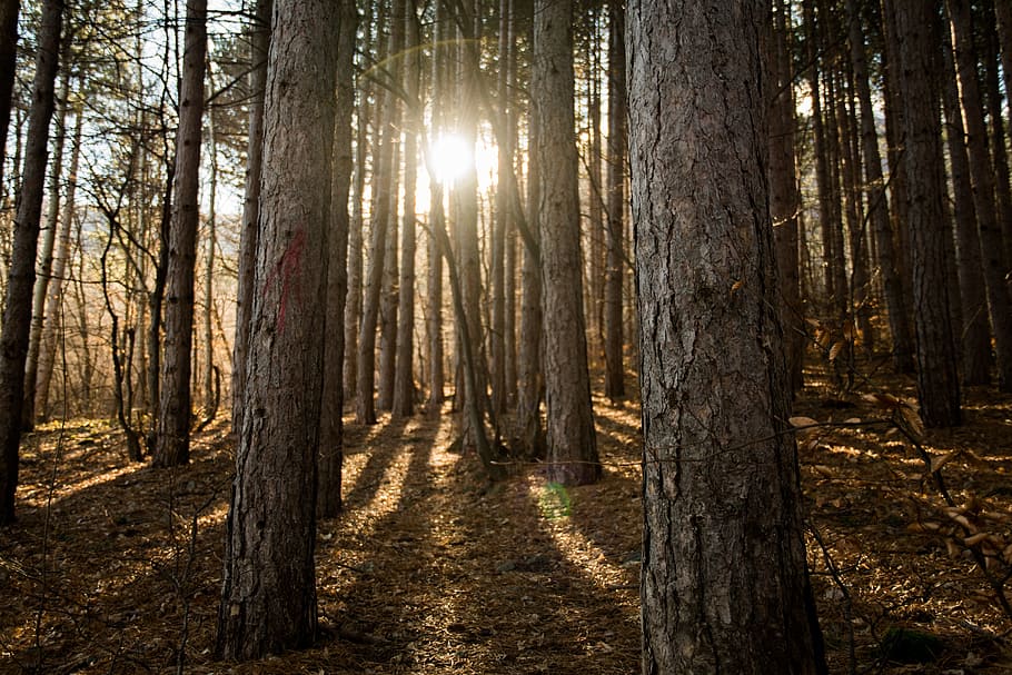 wood, tree, nature, light, leaf, landscape, sun, outdoors, hike HD wallpaper