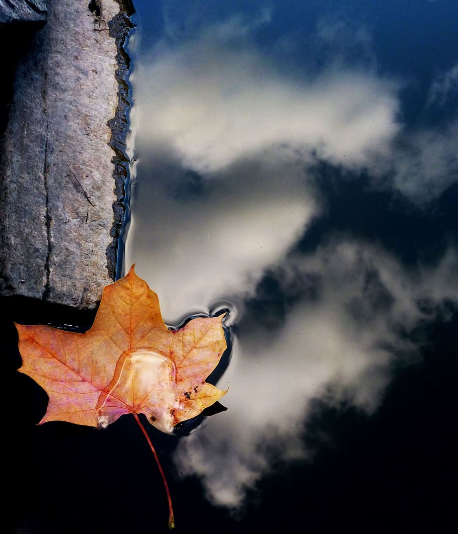 sheet, water, autumn, nature, plant part, leaf, sky, cloud - sky HD wallpaper