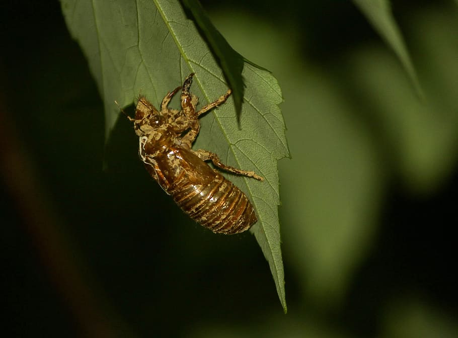 Cicada, Cicadoidea, Insect, Exoskeleton, molt, bugs, wildlife, HD wallpaper