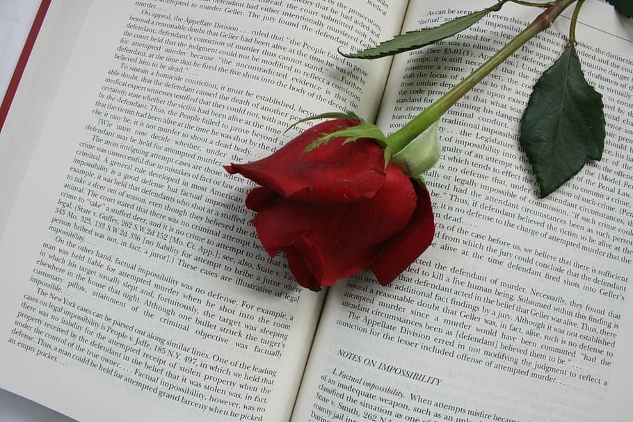 rose, flower, book, red, words, publication, text, plant, close-up HD wallpaper