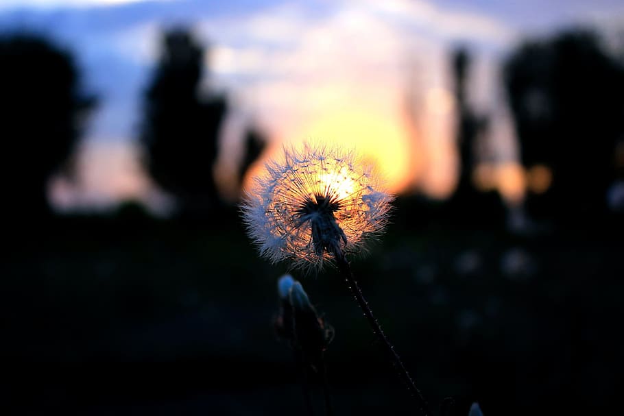 Dandelion, Nature, Evening, Sunset, Dark, silhouette, dry, furry HD wallpaper