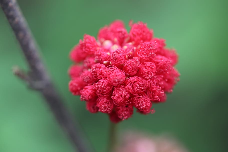 flower, red, spring, plant, nature, grow, outdoor, life, color HD wallpaper
