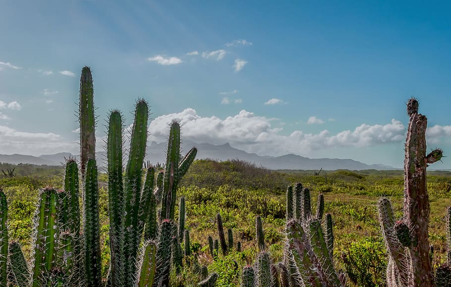 cactus, rugged, dry, wilderness, landscape, scenic, scenery HD wallpaper