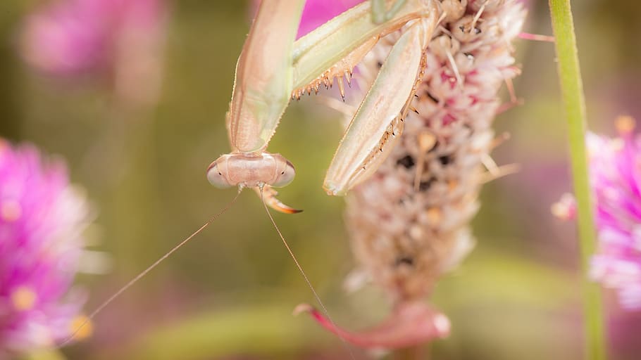 mantis, insect, nature, macro, floral, spring, vintage, blur HD wallpaper