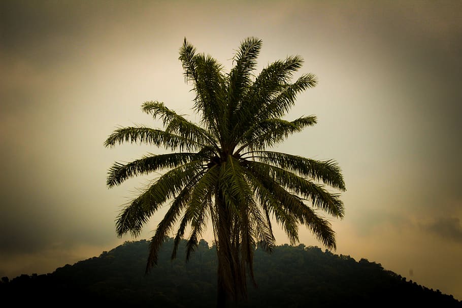 landscape, flying, nature, tree, palm tree, plant, tropical climate HD wallpaper