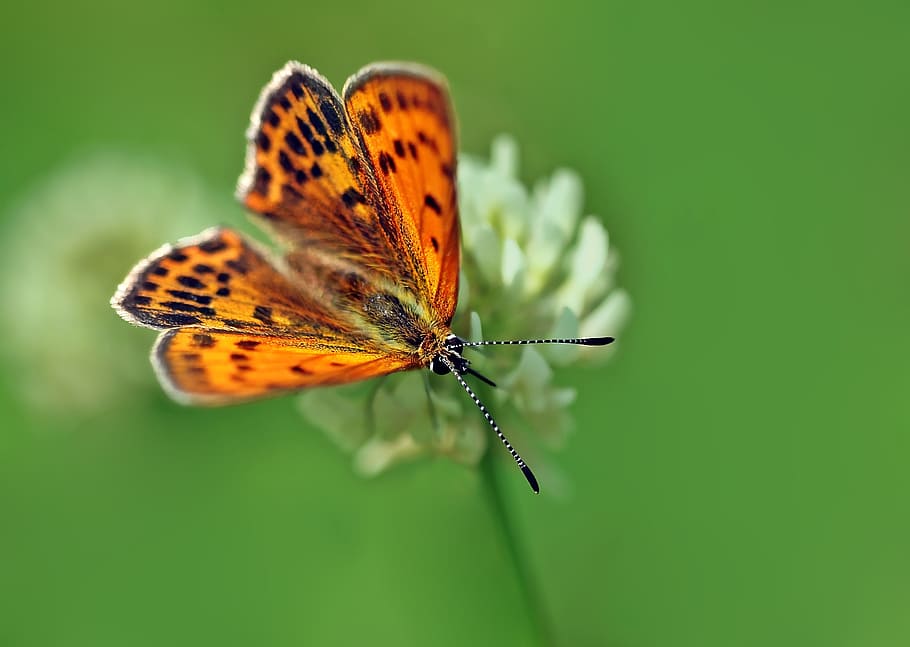 Insect, Nature, Live, one animal, animal themes, animals in the wild HD wallpaper