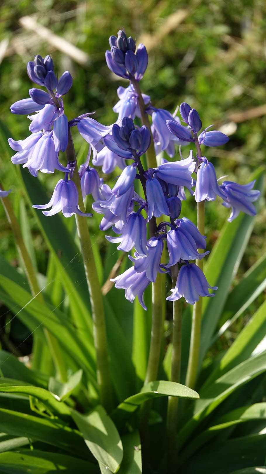 nature, flower, bells, leaf, flowering plant, fragility, vulnerability HD wallpaper