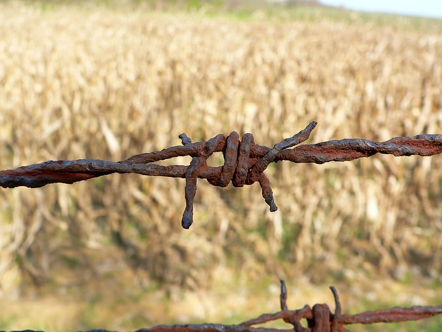 rusty brown barbwire during daytime close-up photography, field HD wallpaper