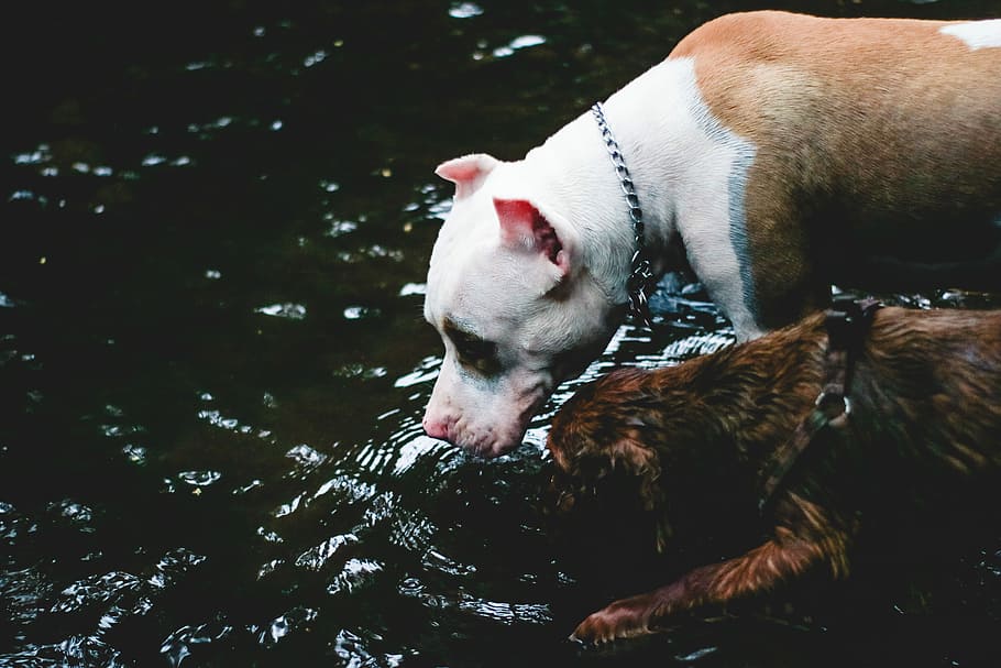 dog drinking from body of water, two dog drinking on water at daytime HD wallpaper