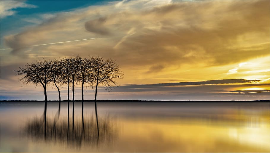 bare tree during daytime, sunset, dawn, nature, waters, dusk HD wallpaper