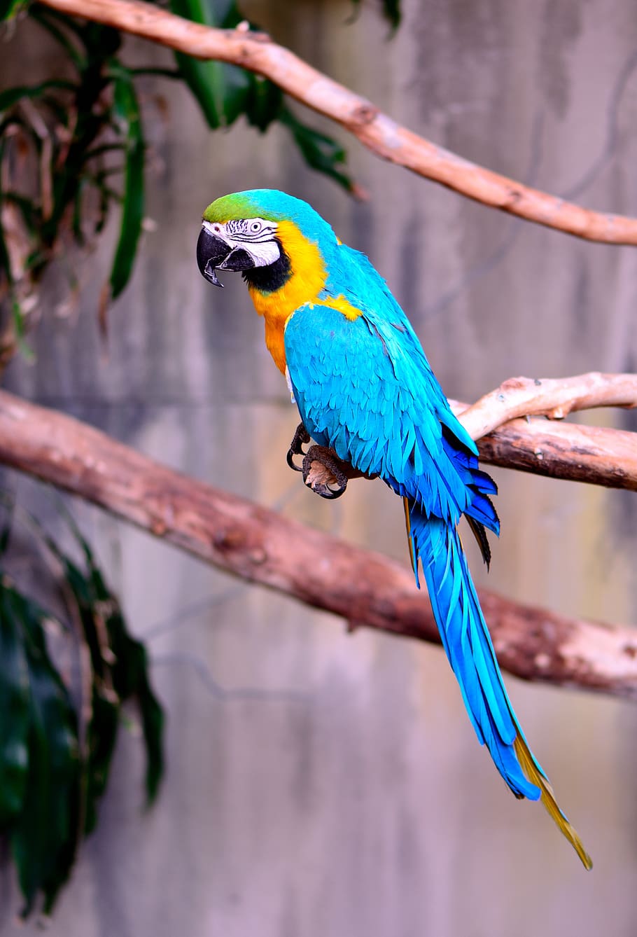 teal, yellow, and green parrot, macaw, exotic, bird, blue and gold macaw