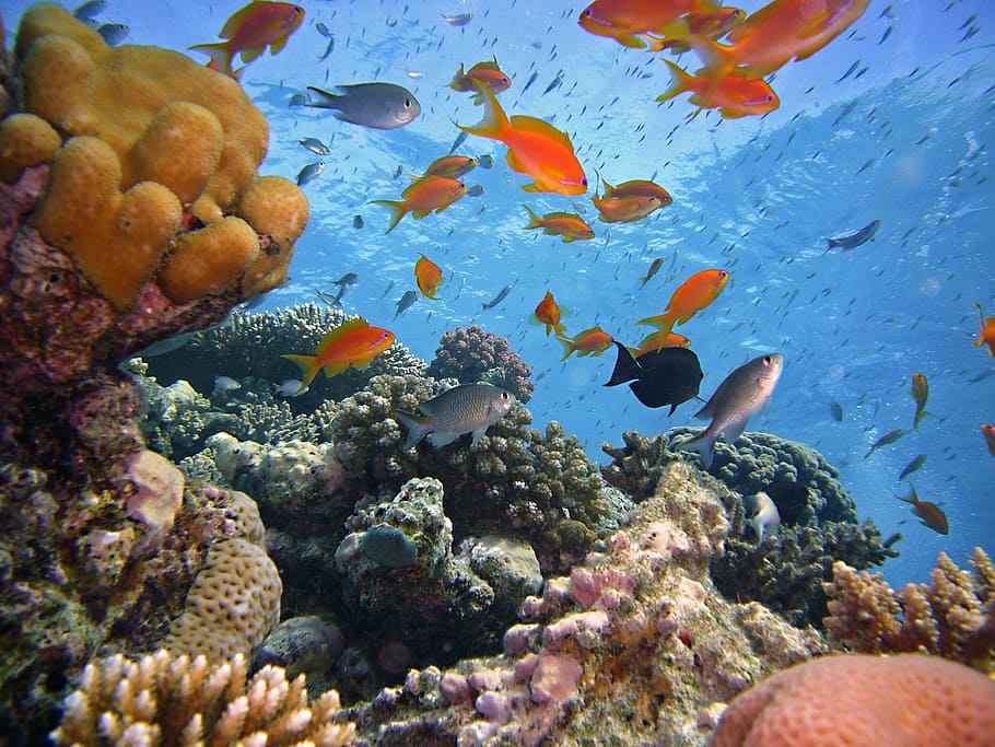 photo of assorted fish under the sea, school of fish, diving