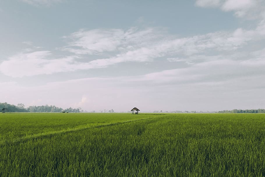I wanna go home, green grass field under cloudy blue sky, meadow HD wallpaper