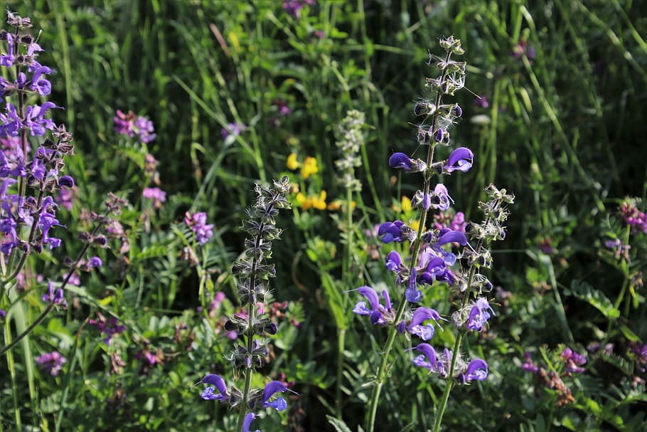 flowers, meadows, nature, garden, plants, spring, closeup, bloom HD wallpaper