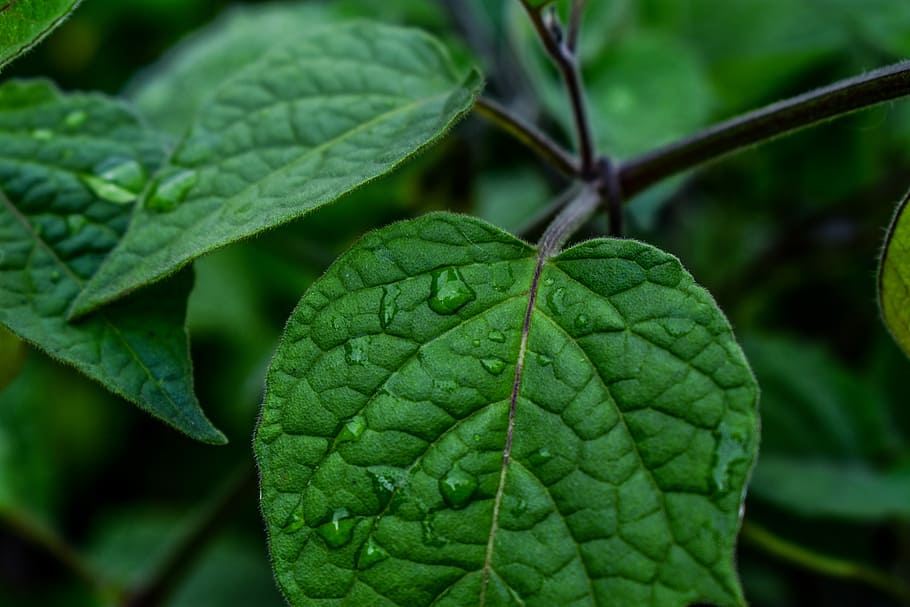leaf, nature, plant, plant part, green color, close-up, leaf vein HD wallpaper