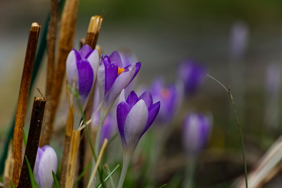 crocus, spring, purple, flower, nature, violet, early bloomer HD wallpaper