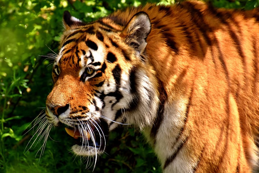 close up photography adult Tiger, predator, fur, beautiful HD wallpaper