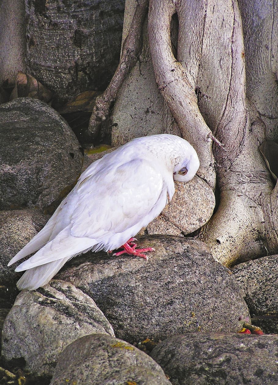 bird, dove, banyan, tree, nature, wildlife, animal, animal themes HD wallpaper