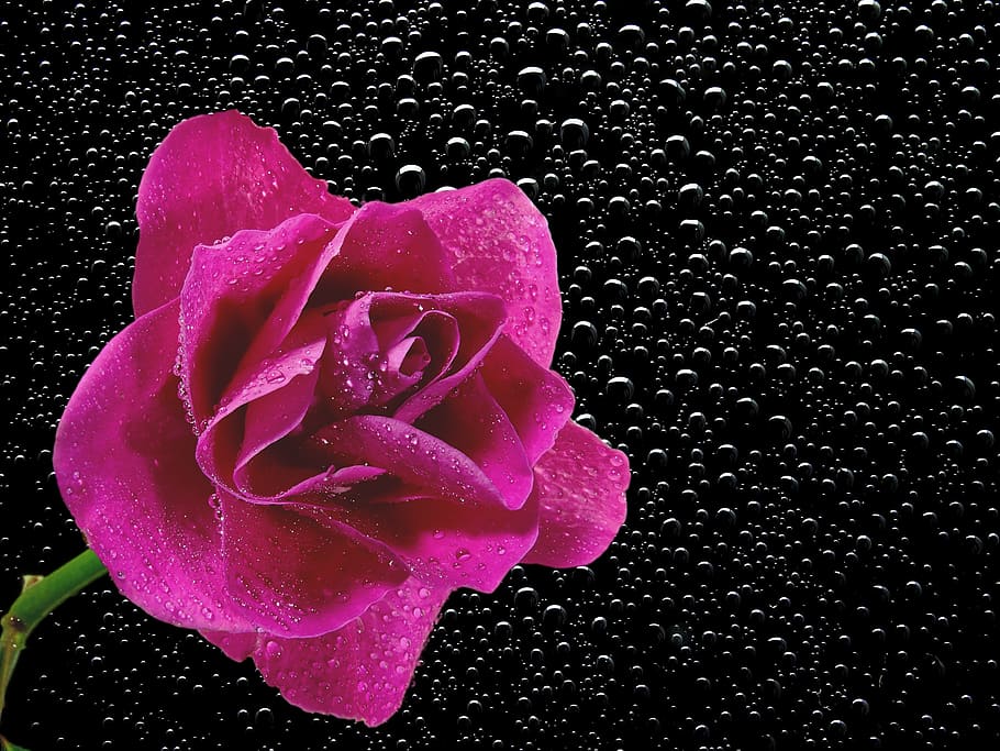 petals, plant, dew, wet, bloom, blossom, flora, flower, HD wallpaper HD wallpaper