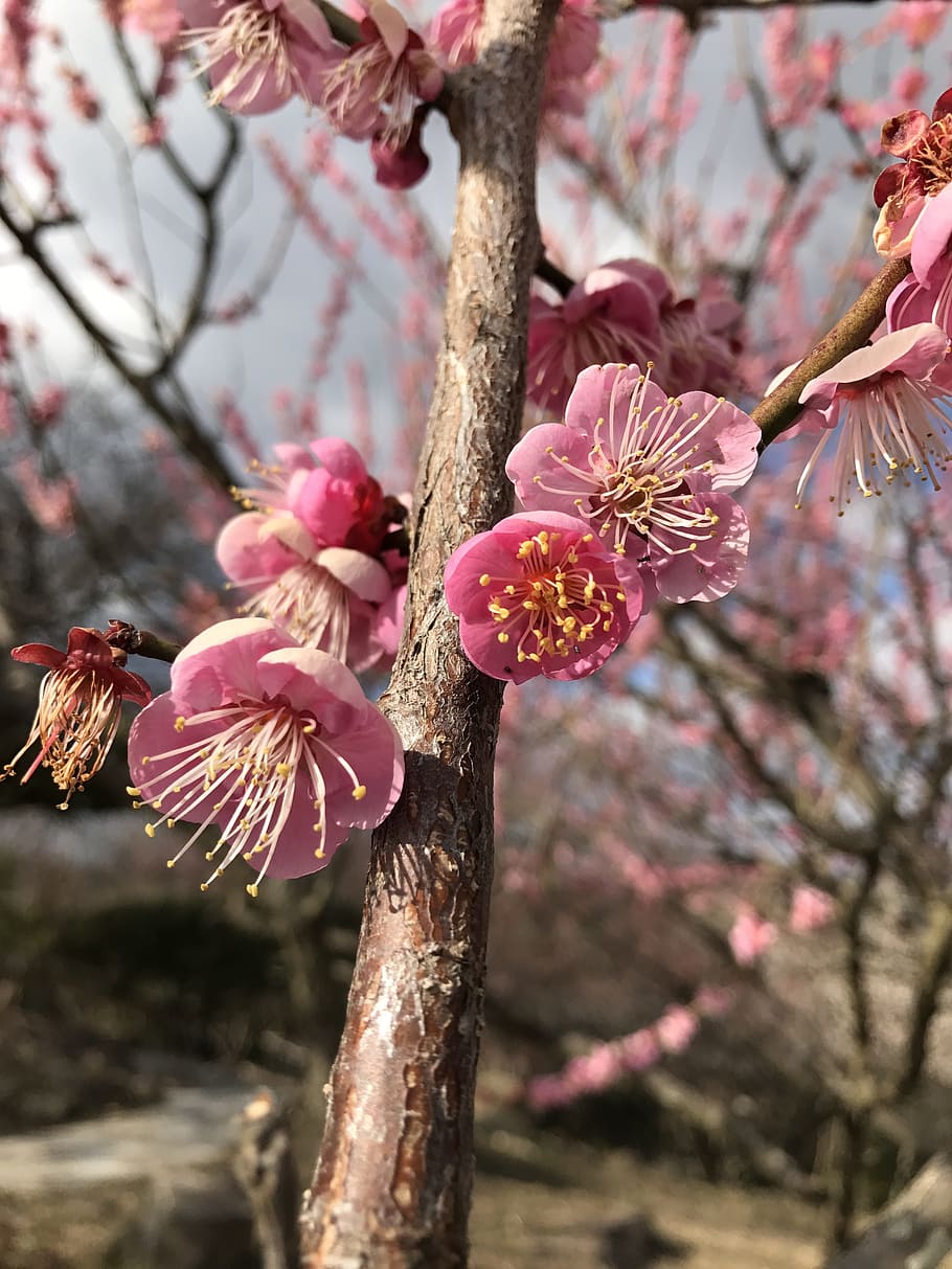 plum, winter, flowers, plant, flowering plant, freshness, tree HD wallpaper