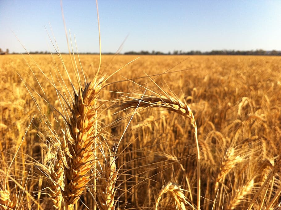 ripe, for, harvest, 3, agriculture, wheat, nature, yellow, field HD wallpaper