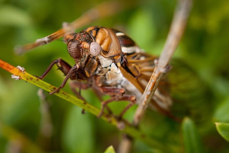 cicada, bug, insect, macro, nature, wildlife, animal themes HD wallpaper