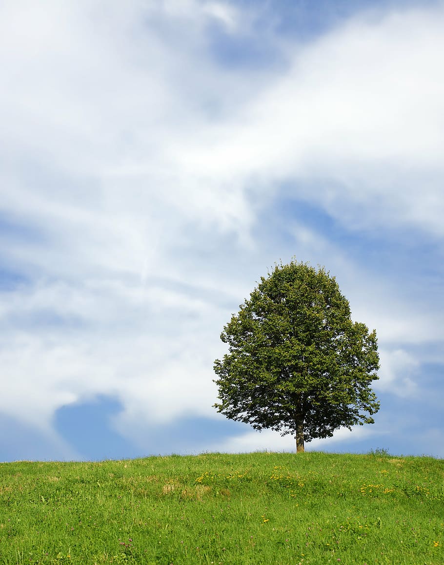 green tree on field, lonely, meadow, landscape, summer, sky HD wallpaper