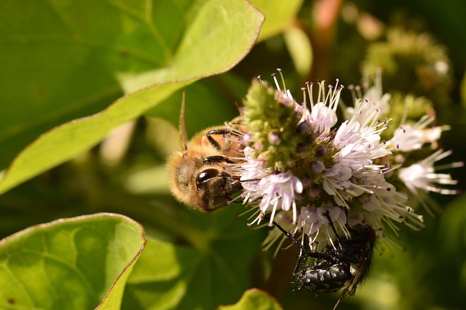bee, fly, flower, nature, plant, garden, pollinator, forage HD wallpaper