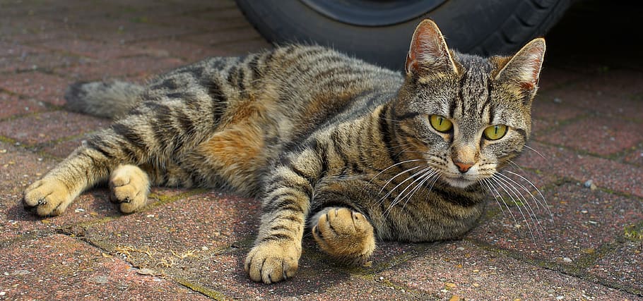 brown and black tabby cat on pavement, domestic cat, female, pet