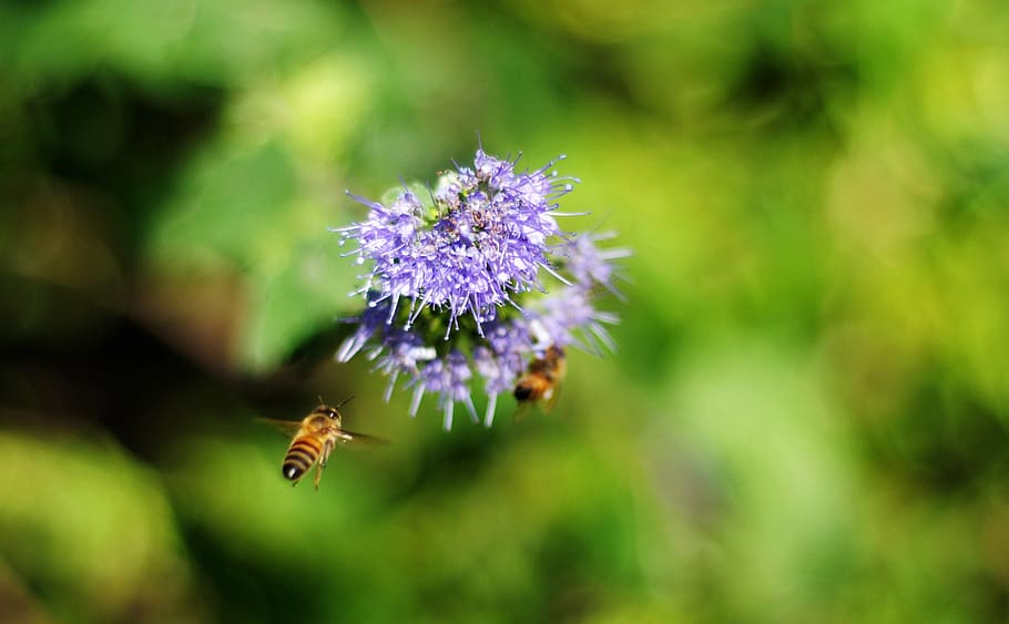 bee, flower, blur, nature, insect, summer, plant, pollination HD wallpaper