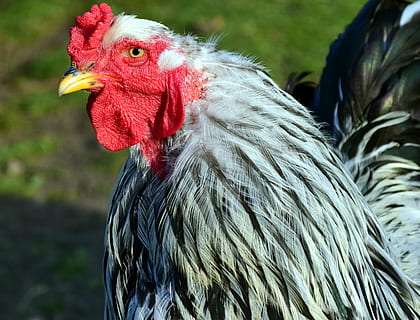 hahn, head, bill, close, poultry, animal, bird, gockel, plumage HD wallpaper